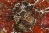 Brilliant Red Petrified Wood (Araucarioxylon) Round - Arizona #104593-1
